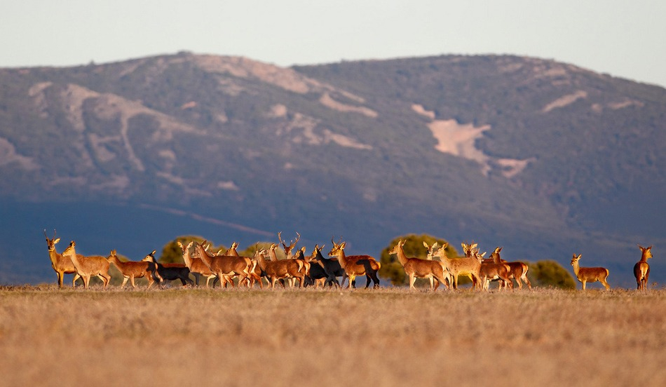 En el Alto Tajo existen altas densidades de población de ciervo ibérico. 