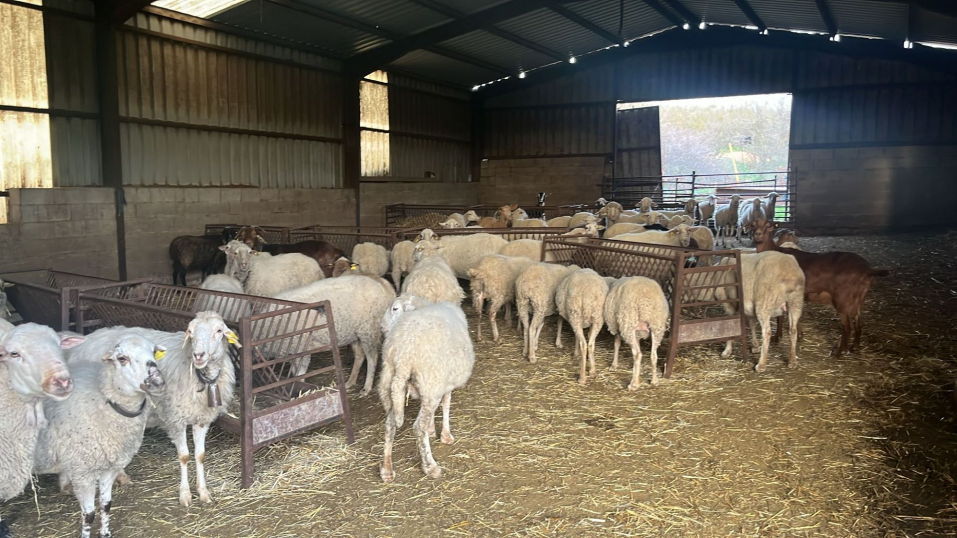 En las últimas semanas han muerto 20 ovejas y corderos//Imagen: Cortesía Aúrea Henanz.