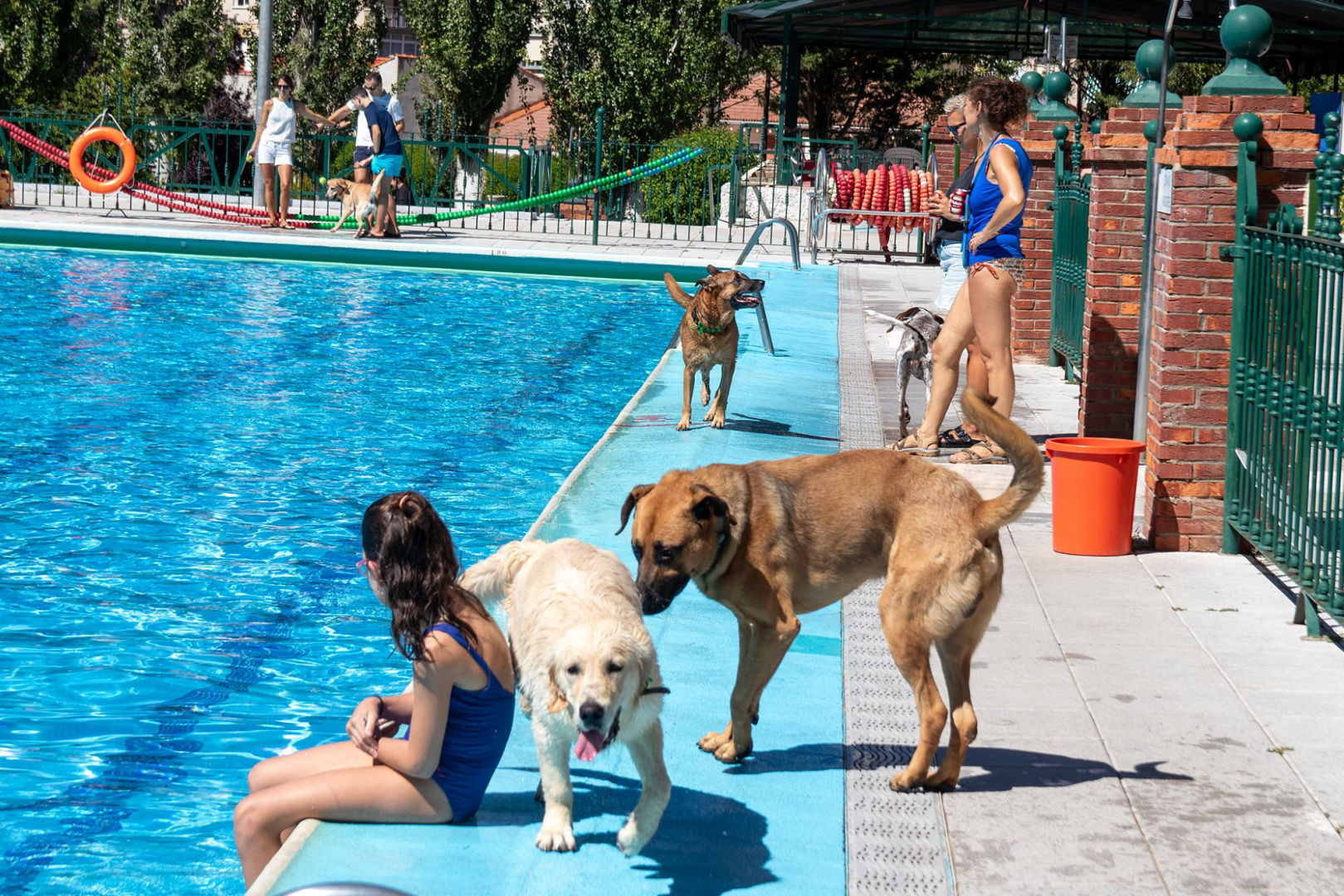Aquadog.