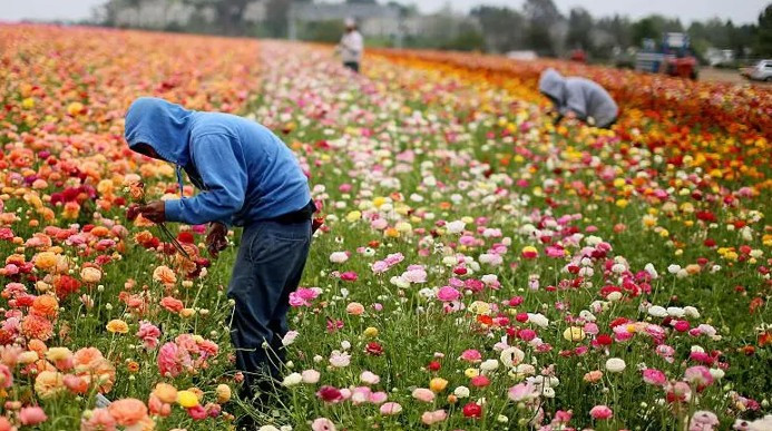 . Son cada vez m&aacute;s los menores indocumentados que trabajan en los campos de EE.UU. Fuente: GETTY IMAGES
