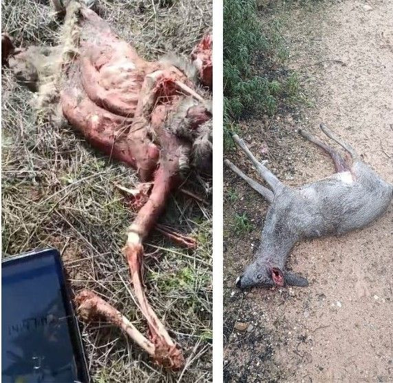 Los restos de los animales continuaban ayer en la zona//Im&aacute;genes cedidas por los vecinos.