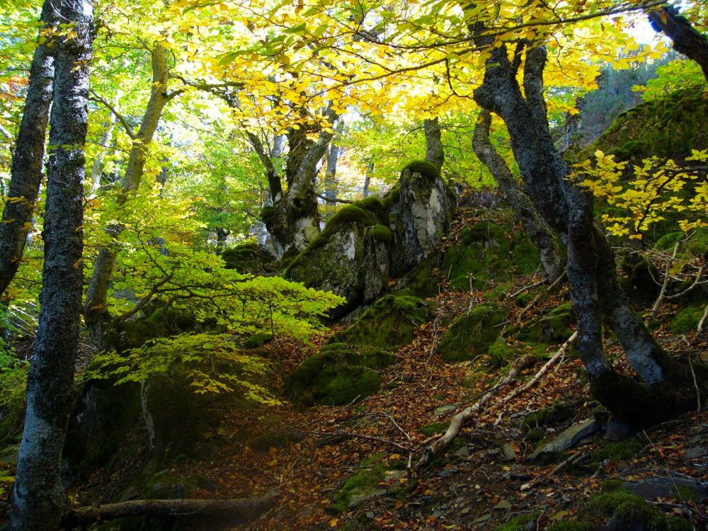 El Hayedo de la Tejera Negra es la 'joya de la corona' del Parque Natural de la Sierra Norte//Imagen: Red de &Aacute;reas Protegidas de Castilla-La Mancha (Gregorio Cerezo).
