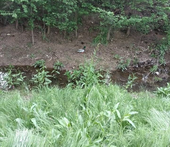 Patos criando en el arroyo.