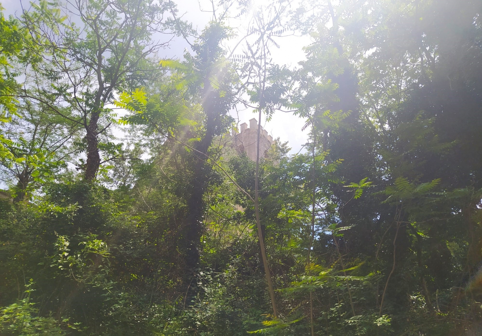 El Monasterio está rodeado de un denso bosque autóctono protegido.