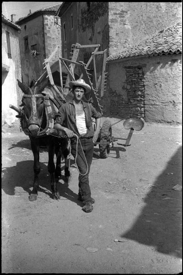 Agricultor con mula y segadora en Setiles hacia 1959. Imagen: Vicente Calle