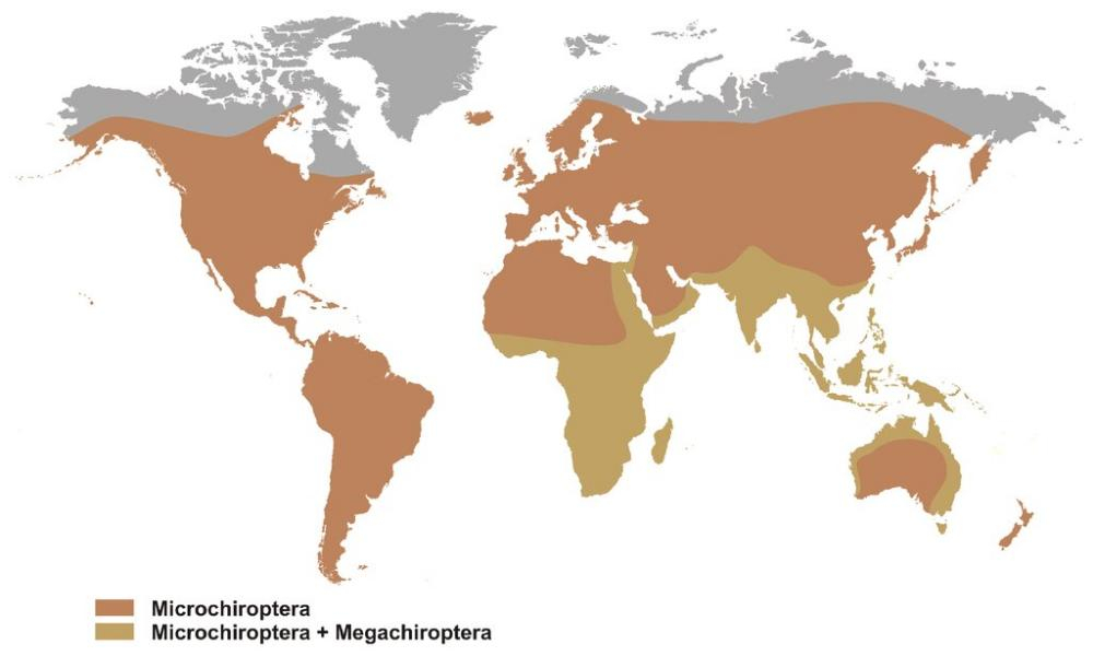 Distribución de los murciélagos a nivel mundial.