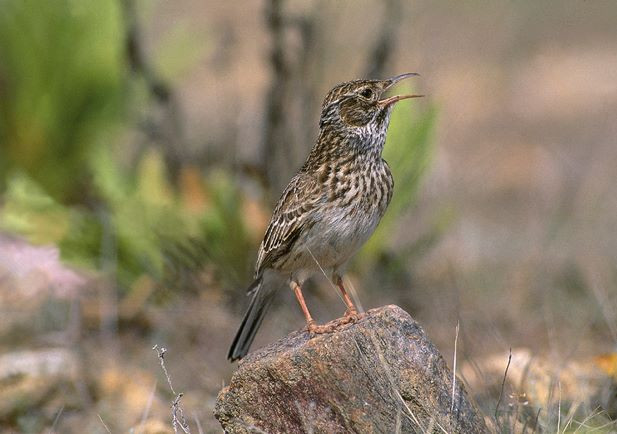 Alondra ricotí. Imagen: Seo Bird Life