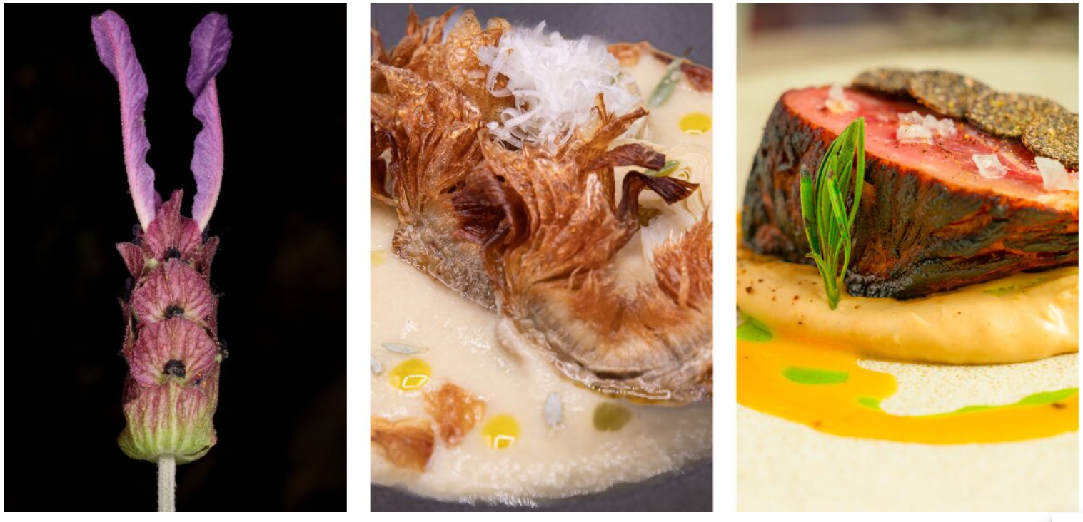 Flor de cantueso con dos recetas que vienen en el libro.// Imagen: Rewilding Spain