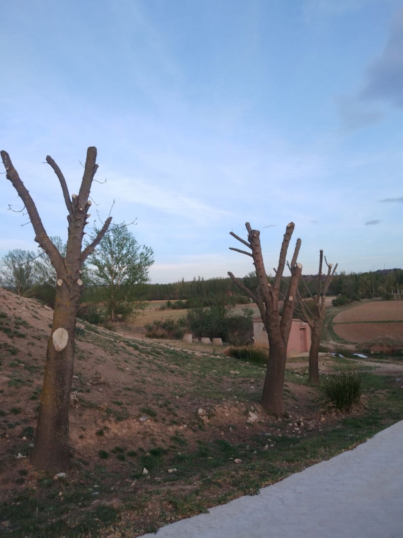 Los fresnos de la bajada del pueblo. Imagen: Pilar Villalba