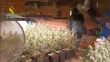 Operación Grupo criminal marihuana Madrid y Guadalajara 