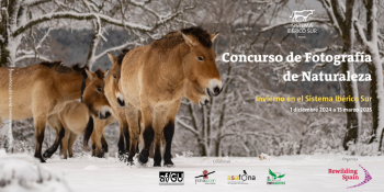 Rewilding convoca el I Concurso de Fotografía "Invierno en el Sistema Ibérico Sur"