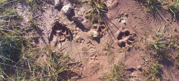 La APAG lamenta que la nueva convocatoria de ayudas por ataque de lobo no contemple la ampliación de los baremos que se estaban negociando con Agricultura