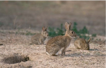 La superpoblación de conejos en Guadalajara: el difícil equilibrio entre la conservación medioambiental y los intereses de los agricultores
