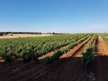 After Glass España en Azuqueca y Bodegas y Viñedos Alcarreños en Pioz recibirán una inyección de 1,8 millones de euros del Gobierno Central para crear 50 puestos de trabajo