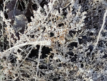 Avisos por temperaturas mínimas en toda Guadalajara, con riesgo naranja en las Parameras de Molina