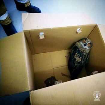 Los bomberos de Guadalajara rescatan un ejemplar de búho real encontrado en una empresa de Guadalajara