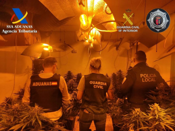 Desmantelada una plantación 'indoor' de marihuana con más de 800 plantas en Torrejón del Rey
