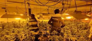 La Policía Nacional desmantela en Guadalajara dos plantaciones ilegales de marihuana