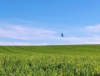 Los agricultores y ganaderos podrán presentar la solicitud única de las ayudas de la Política Agraria Común hasta el 31 de mayo