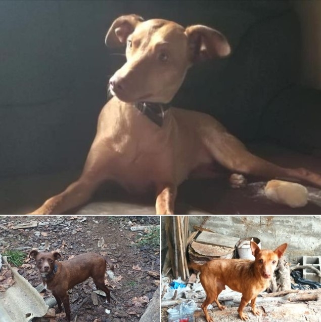 El la imagen, los perros de Ricardo, vecino de Villanueva de Alcorón, que desapareció hace un mes. Se buscan personas que quieran adoptarlos//Imagen: Facebook