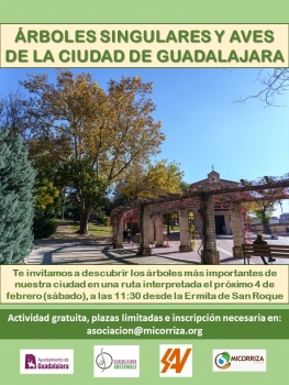 El Ayuntamiento de Guadalajara organiza una ruta interpretada para conocer los árboles singulares de la ciudad e identificar aves