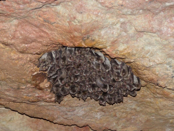 La Sierra Norte, refugio y estación biológica para cientos de murciélagos catalogados como vulnerables