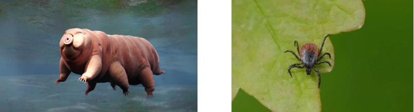 OPINIÓN. Garrapatas y tardígrados