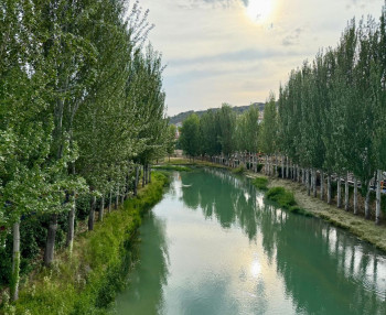 Suspendidas las Vacas por el Tajo de Trillo