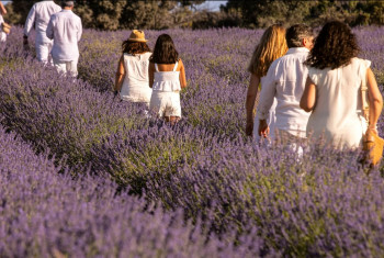 Continúan las actividades en los campos de lavanda de Brihuega
