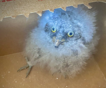 Rescatada una cría de autillo europeo en Armallones gracias a la colaboración vecinal