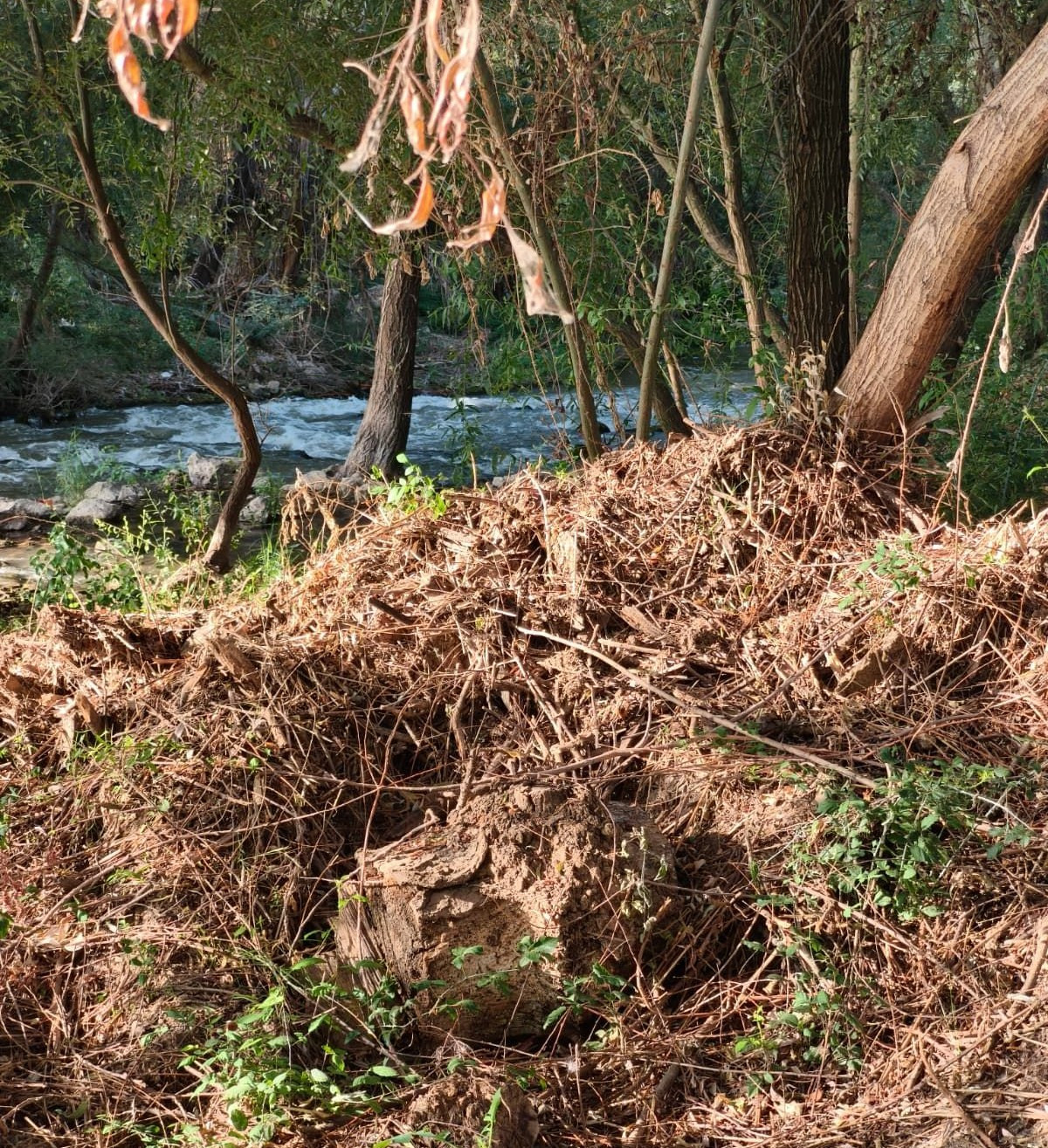 Estado de la ribera del río esta misma mañana//Imagen: Grupo Municipal PSOE Ayto. Guadalajara.