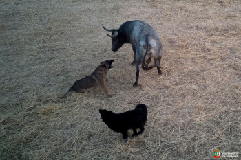 Denuncian la presencia prohibida de perros enfrentándose a un toro, acosado además por vehículos en el encierro de Fontanar