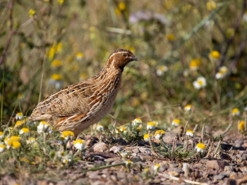 Arranca la media veda con la vuelta de la caza de la tórtola europea y regulación específica para la codorniz común
