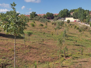 Ecologistas en Acción alerta de que el Ayuntamiento pretende acabar con el bosque urbano de Aguas Vivas
