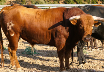 Presentados los novillos de la ganadería para la novillada de El Casar
