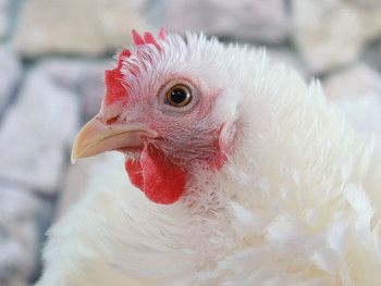 Declarado un foco de Influenza Aviar en una explotación de gallinas en Pozo de Guadalajara