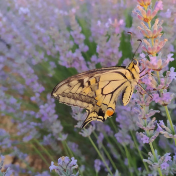 UPA denuncia la "incomprensible" subida del valor catastral a agricultores de aromáticas en Guadalajara