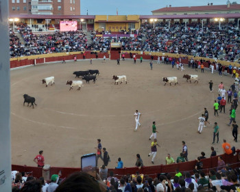 ENCIERROS GUADALAJARA. Tercer encierro: Rápido, limpio y sin heridos