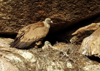 EA denuncia que los planes de vigilancia de parques eólicos del Señorío de Molina no reflejan la mortalidad real de las aves