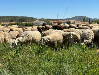 El Gobierno de CLM comprará 7.000 vacunas contra el serotipo 3 de la lengua azul