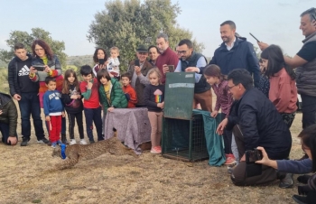 Castilla-La Mancha cuenta con una colonia asentada de cerca de 600 linces ibéricos