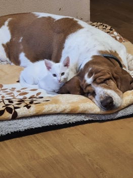 La nueva Ley de Bienestar Animal arroja más incertidumbres que certezas entre propietarios, protectoras y cazadores de Guadalajara