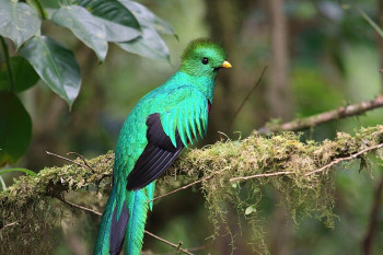 REPORTAJE. México debe profundizar en la protección de la avifauna. El quetzal, en peligro