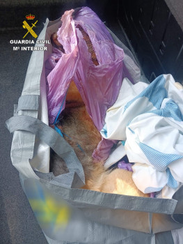 Investigados dos hombres por matar a un perro a palos y abrirle el cráneo