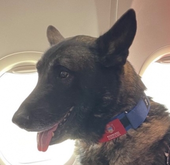 Un ladrido. Una vida