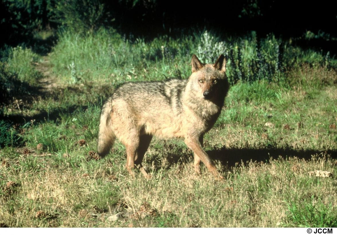 Fotografía de archivo de un lobo ibérico. Imagen: JCCM