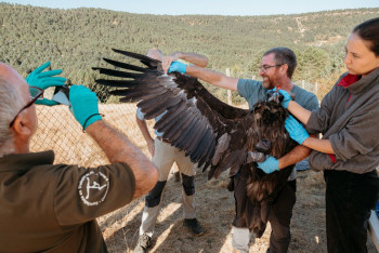 El Gobierno regional impulsa la mayor suelta de buitres negros en el Parque Natural del Alto Tajo, con la liberación de 16 ejemplares
