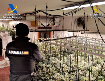 Desmantelada una plantación 'indoor' en Trijueque