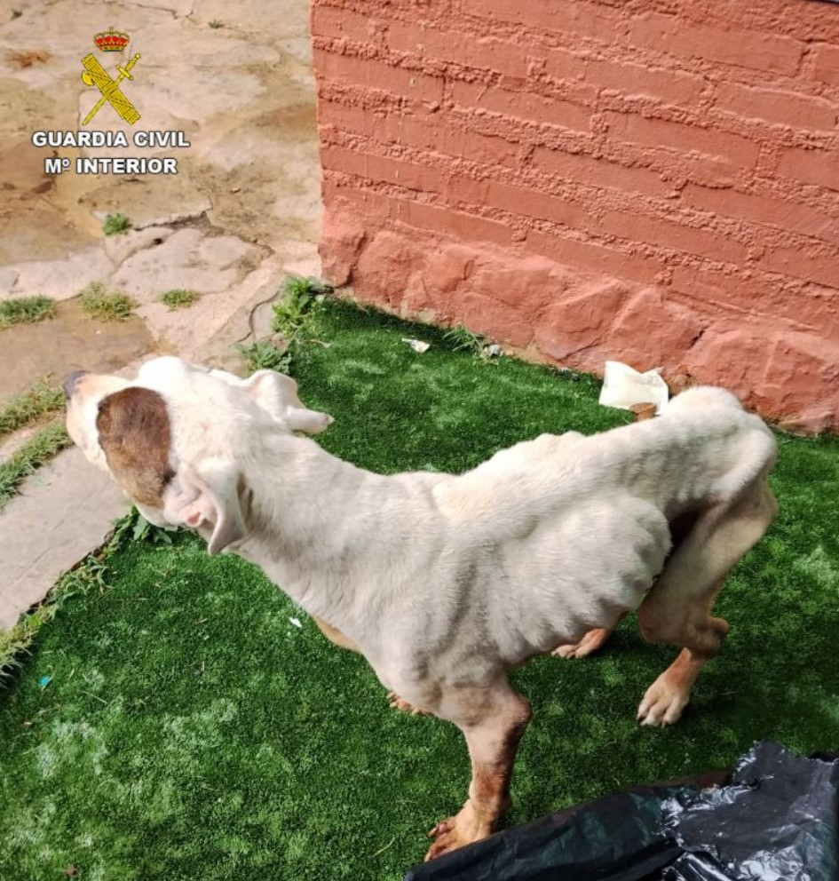 Imagen: Guardia Civil de Guadalajara 