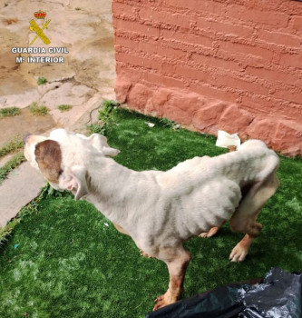 Detenida en Sigüenza por maltratar a su perro